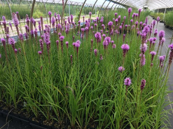 Marsh Blazing Star - Liatris spicata