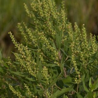 Marsh Elder - Iva frutescens