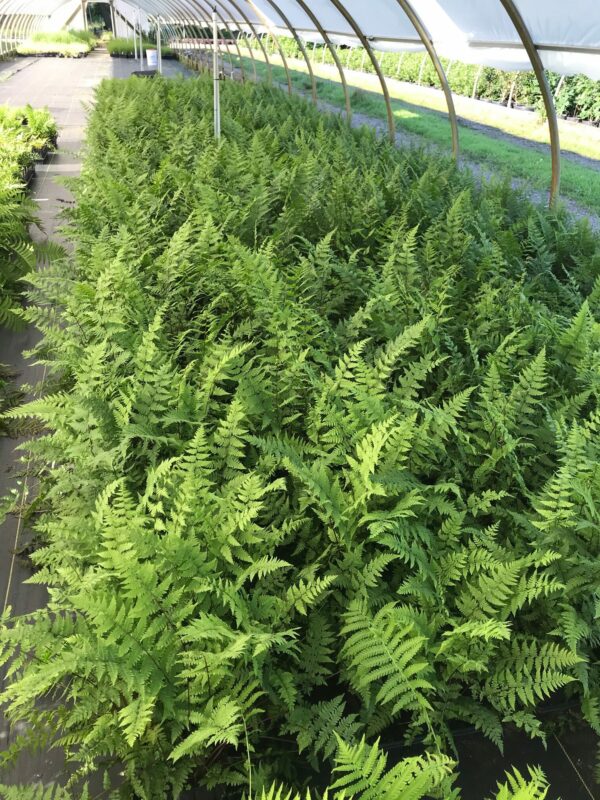 Athyrium filix-femina - Lady Fern - Image 2