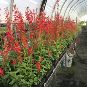 Lobelia cardinalis- Red Cardinal Flower