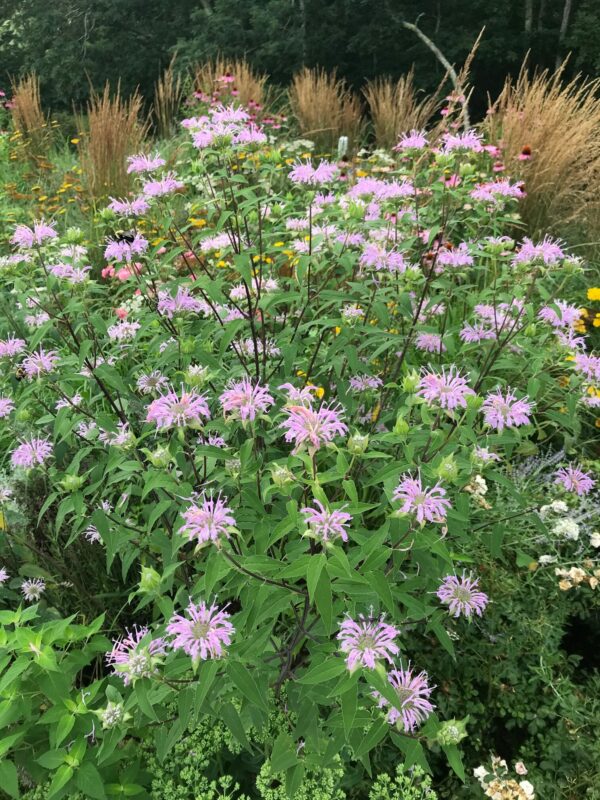 Monarda fistulosa- Wild Bergamot - Image 2
