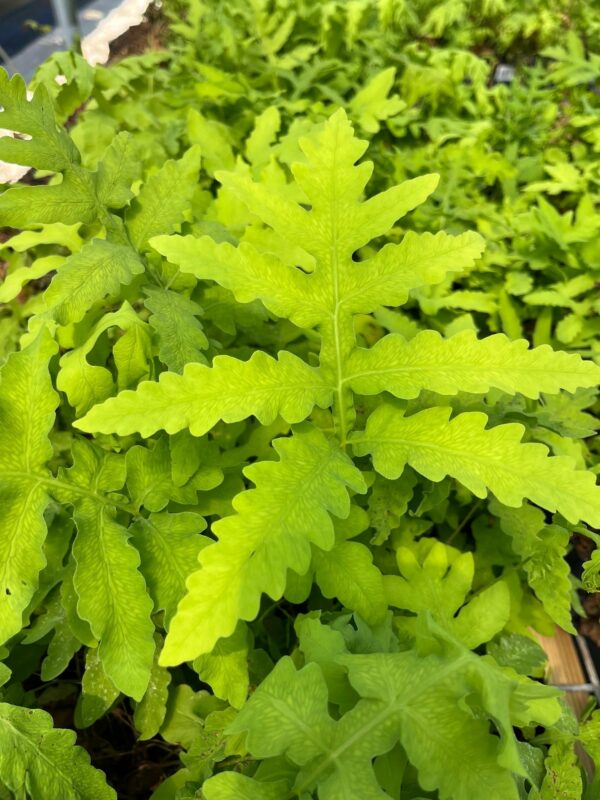 Onoclea sensibilis- Sensitive Fern - Image 4