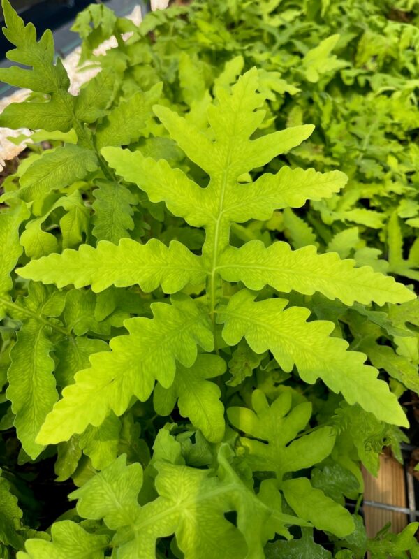 Onoclea sensibilis- Sensitive Fern - Image 5