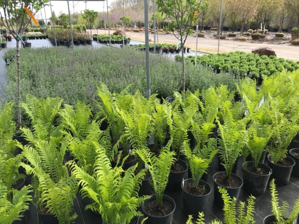 Matteuccia struthiopteris-Ostrich Fern - Image 2