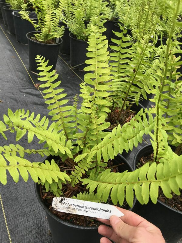 Polystichum acrostichoides- Christmas Fern - Image 2