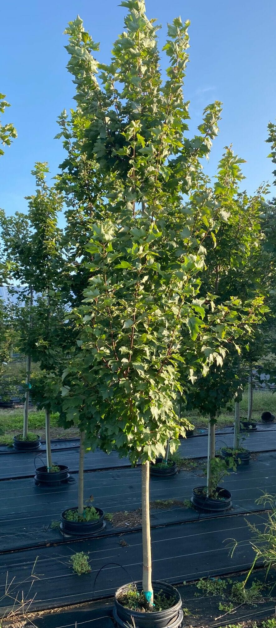Acer Rubrum Red Maple Long Island Natives