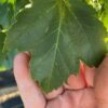 Acer rubrum- Red Maple - Image 2