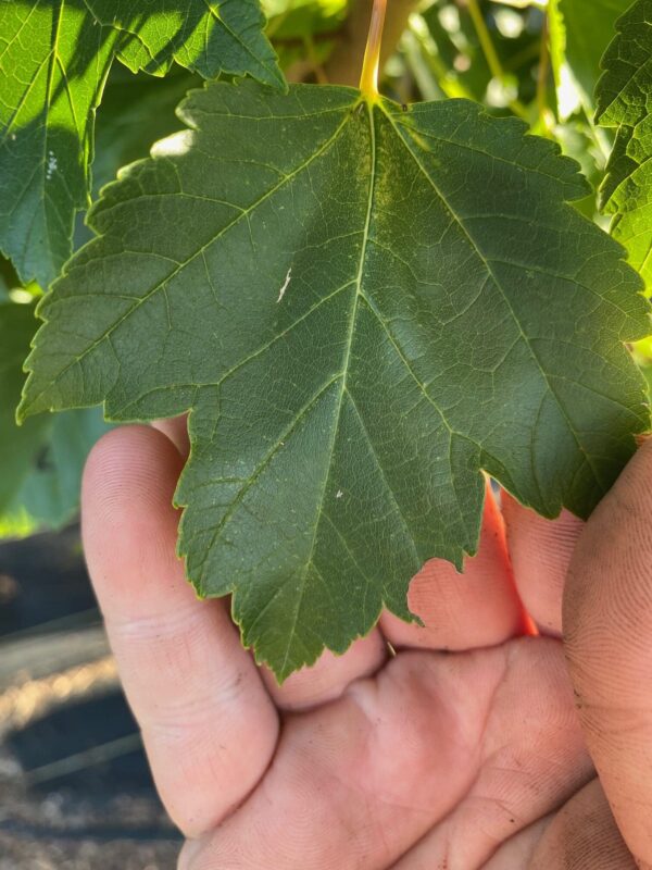 Acer rubrum- Red Maple - Image 2