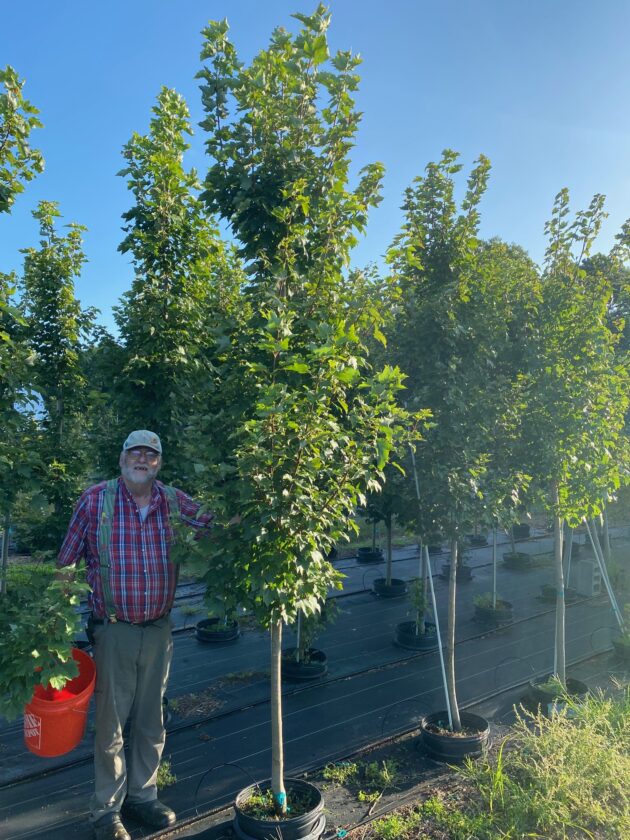 Acer rubrum- Maple - Long Island Natives