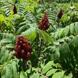Rhus glabra- Smooth Sumac