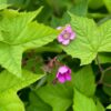 Rubus odoratus- Purple Flowering Raspberry - Image 2