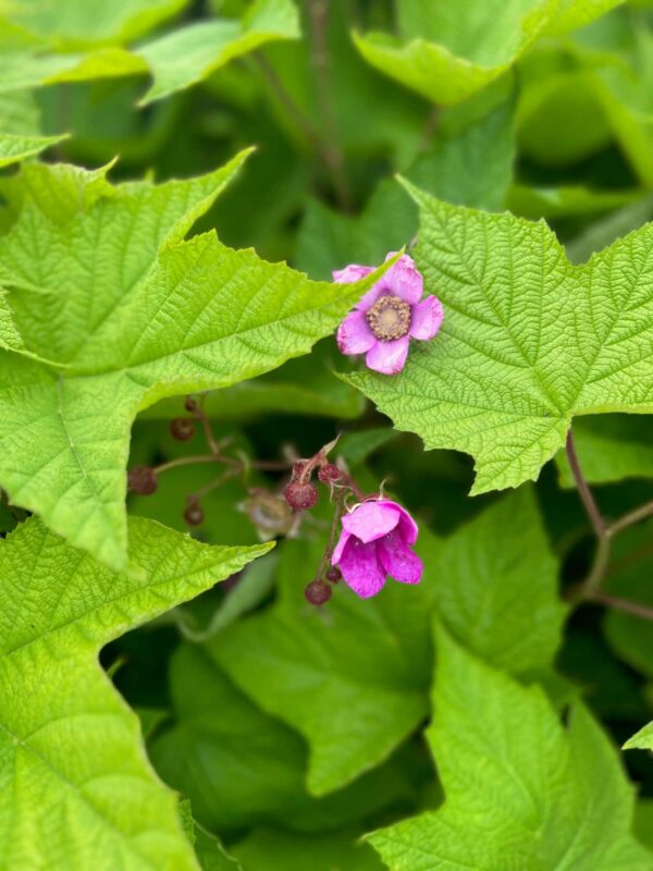 Rubus odoratus- Purple Flowering Raspberry - Image 2