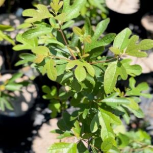 Sassafras albidum- Sassafras