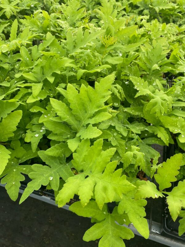 Onoclea sensibilis- Sensitive Fern - Image 3