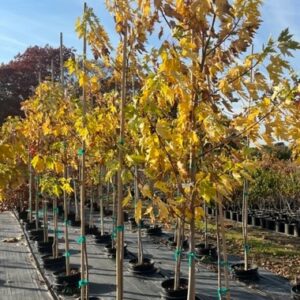Acer saccharinum- Silver Maple