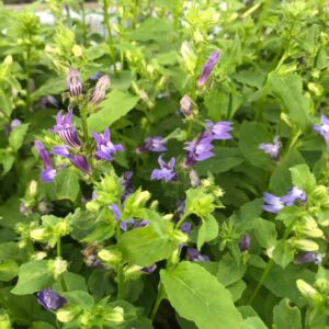 Lobelia siphilitica- Blue Cardinal Flower
