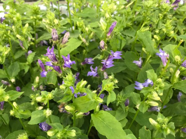 Lobelia siphilitica- Blue Cardinal Flower