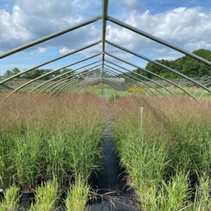 Panicum virgatum- Switchgrass