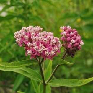 Swamp Milk Weed