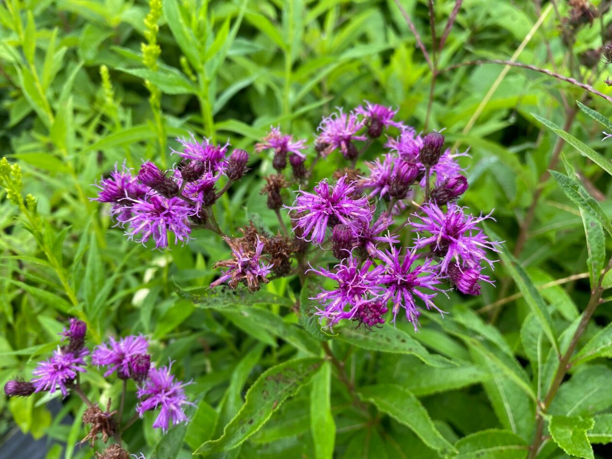 Vernonia noveboracensis New York Ironweed Long Island Natives