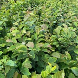 Hamamelis virginiana- Witchhazel