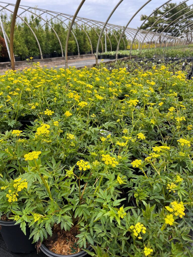 zizia aurea