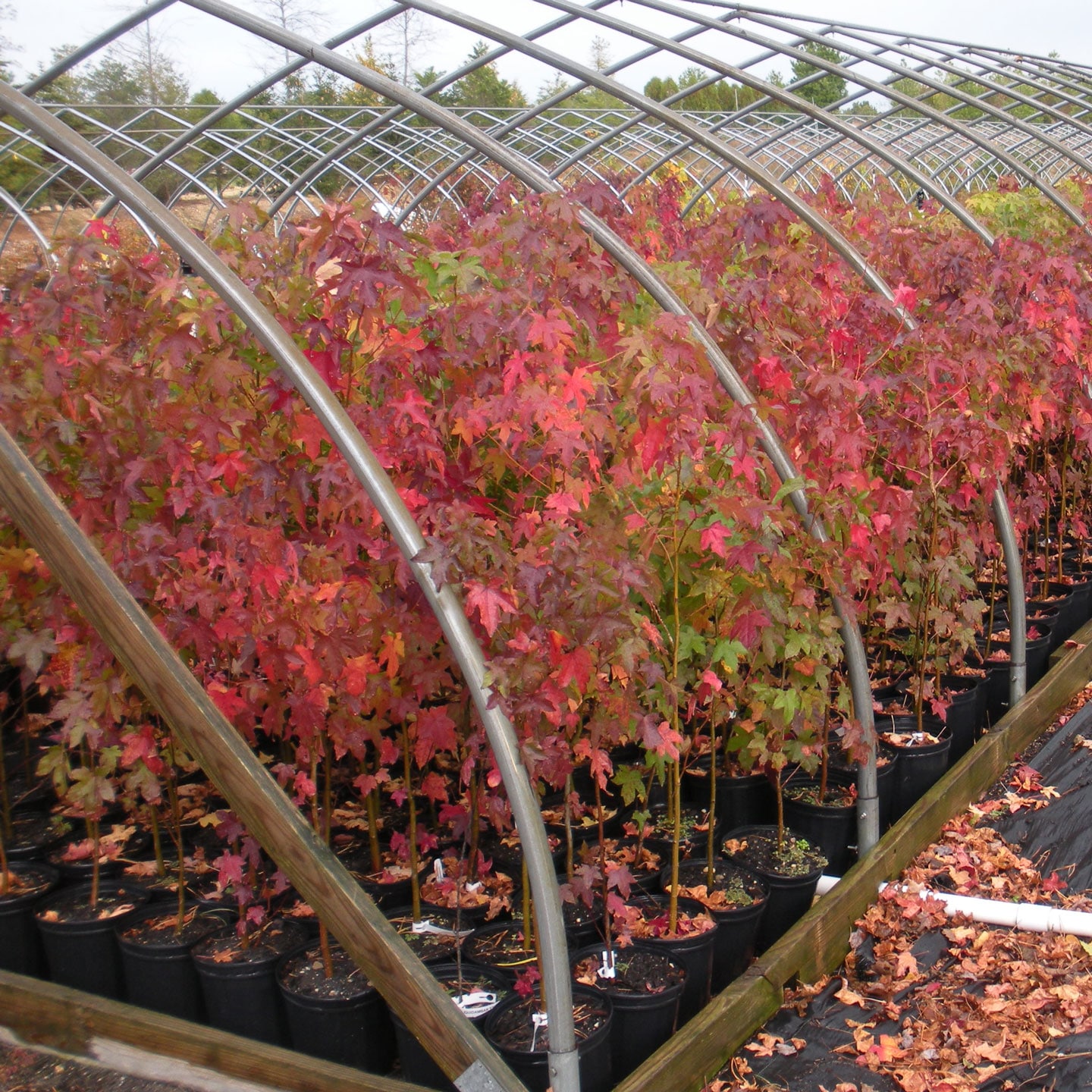 million trees project LINATIVE2
