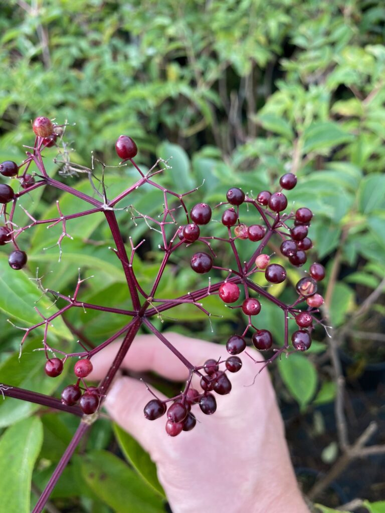 Elderberry Fruit