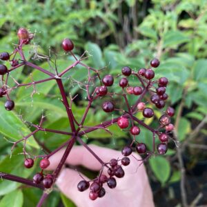 Sambucus canadensis- Elderberry