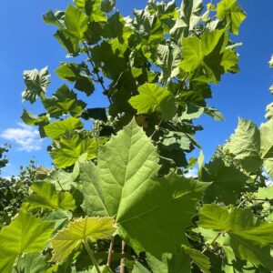 Platanus occidentalis- American Sycamore