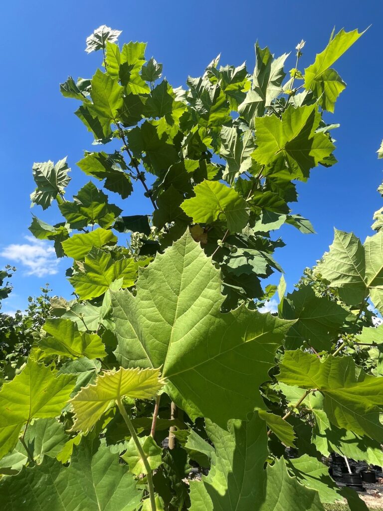 Platanus occidentalis