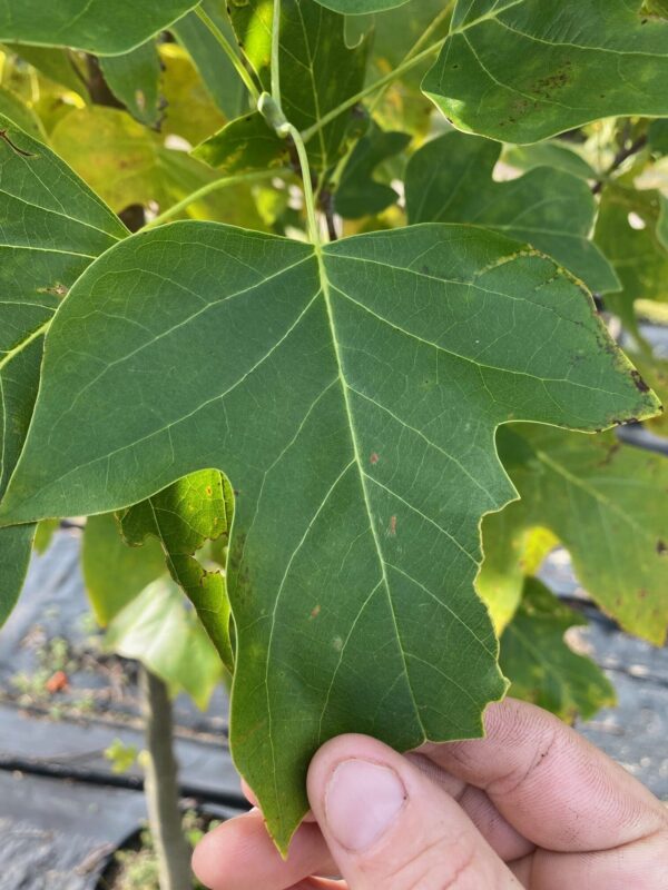 Liriodendron tulipifera- Tulip Tree - Image 2