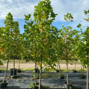 Liriodendron tulipifera- Tulip Tree