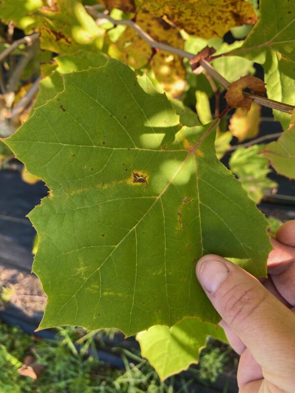 Platanus occidentalis- American Sycamore - Image 2
