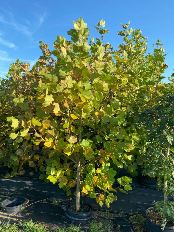 Platanus occidentalis- American Sycamore