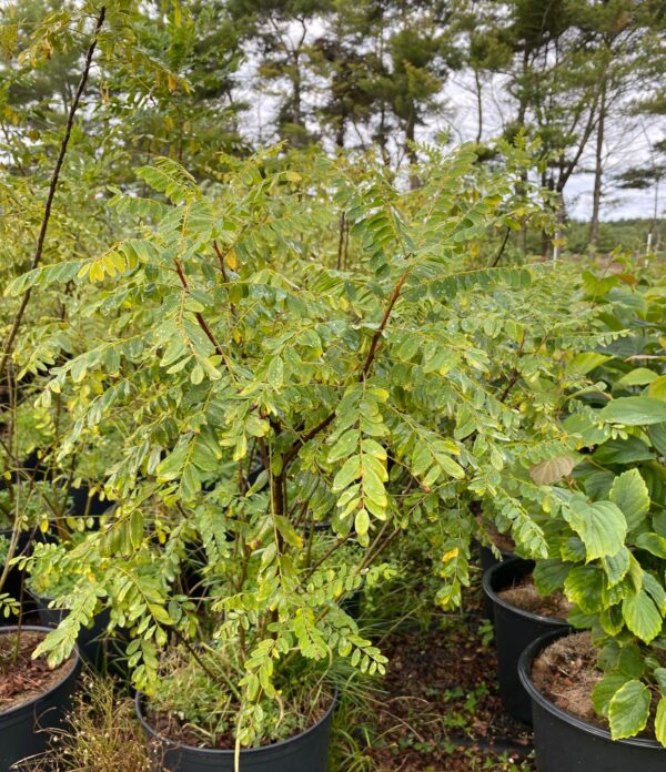 Amorpha fruticosa- False Indigo - Image 2