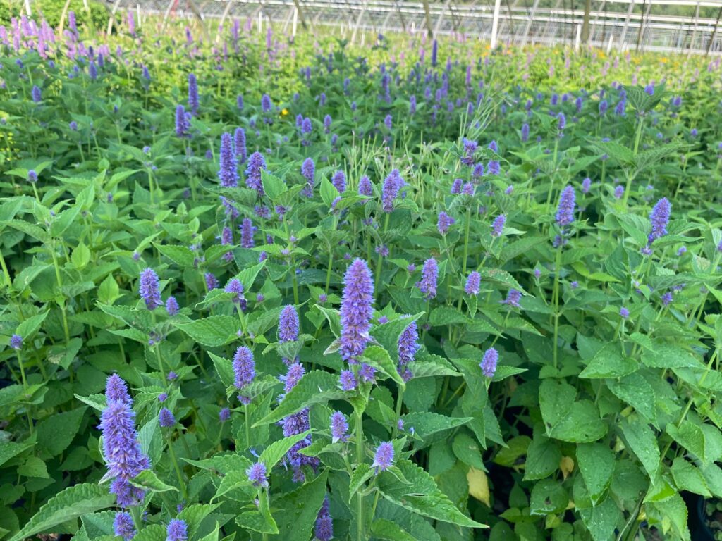 9 Agastache foeniculum