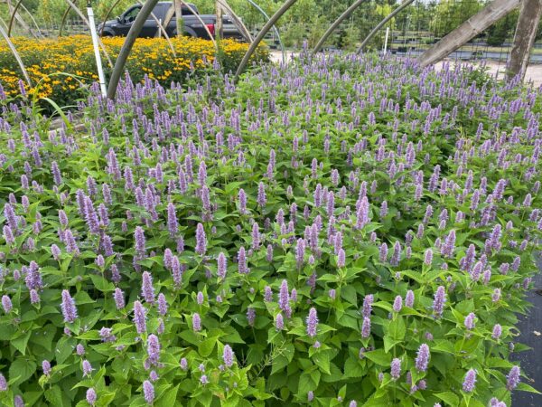 Agastache foeniculum- Anise hyssop - Image 2