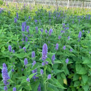Agastache foeniculum- Anise hyssop