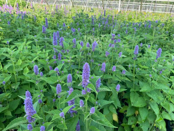 Agastache foeniculum- Anise hyssop