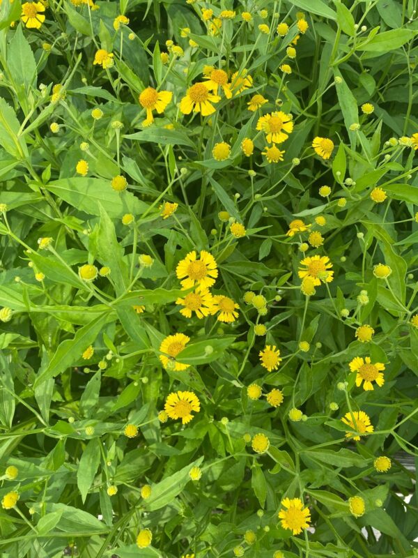 Helenium autumnale- Sneezeweed - Image 3