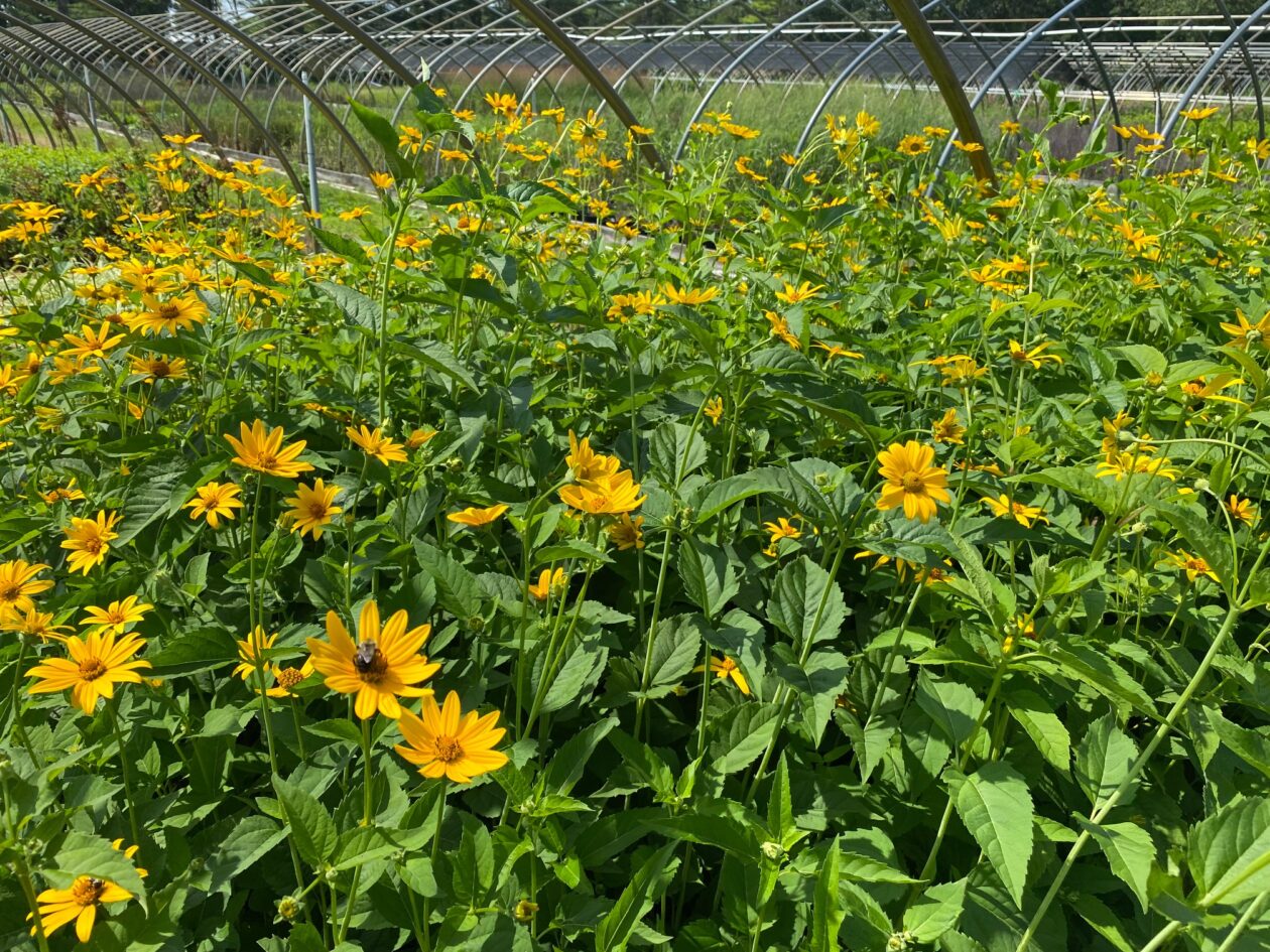 Heliopsis helianthoides False Sunflower Long Island Natives