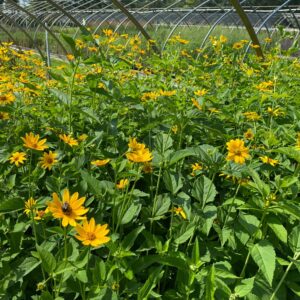 Heliopsis helianthoides- False Sunflower