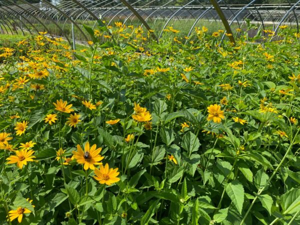 Heliopsis helianthoides- False Sunflower