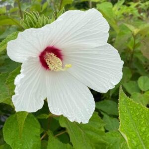 Hibiscus mosheutos- Swamp Rose Mallow