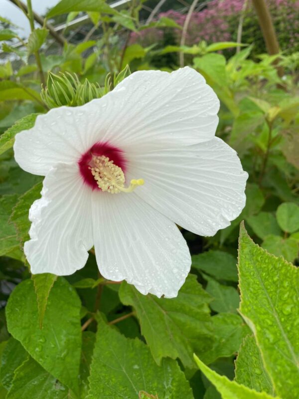 Hibiscus mosheutos- Swamp Rose Mallow
