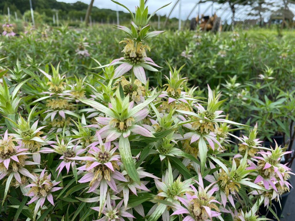 9 Monarda punctuata 1