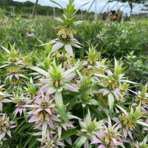 Monarda punctata- Spotted Beebalm