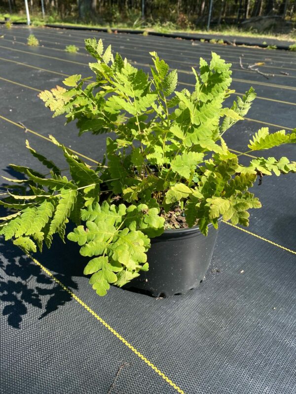 Osmunda claytoniana- Interrupted Fern - Image 2