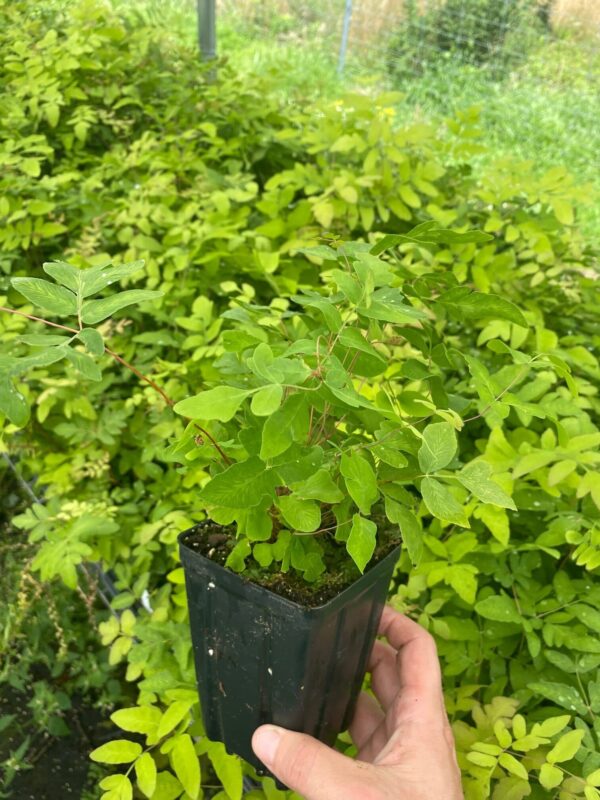 Osmunda claytoniana- Interrupted Fern